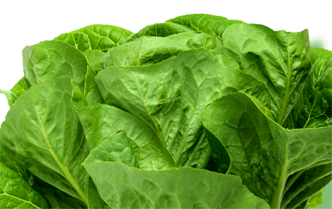 Lettuce Information | Learn About the Different Types of Lettuce