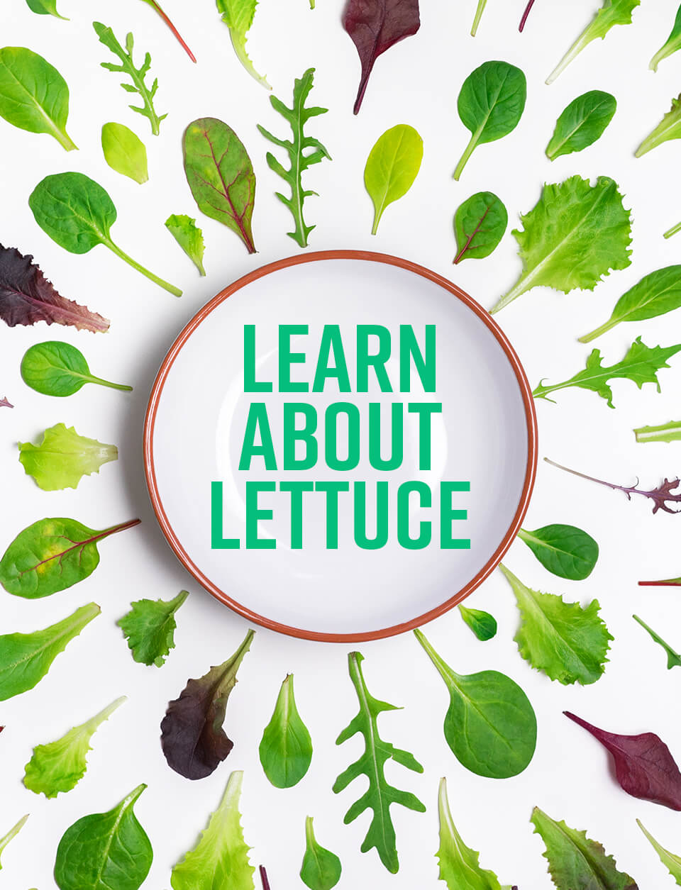 Lettuce | Information About Types of Lettuce | LettuceInfo.org