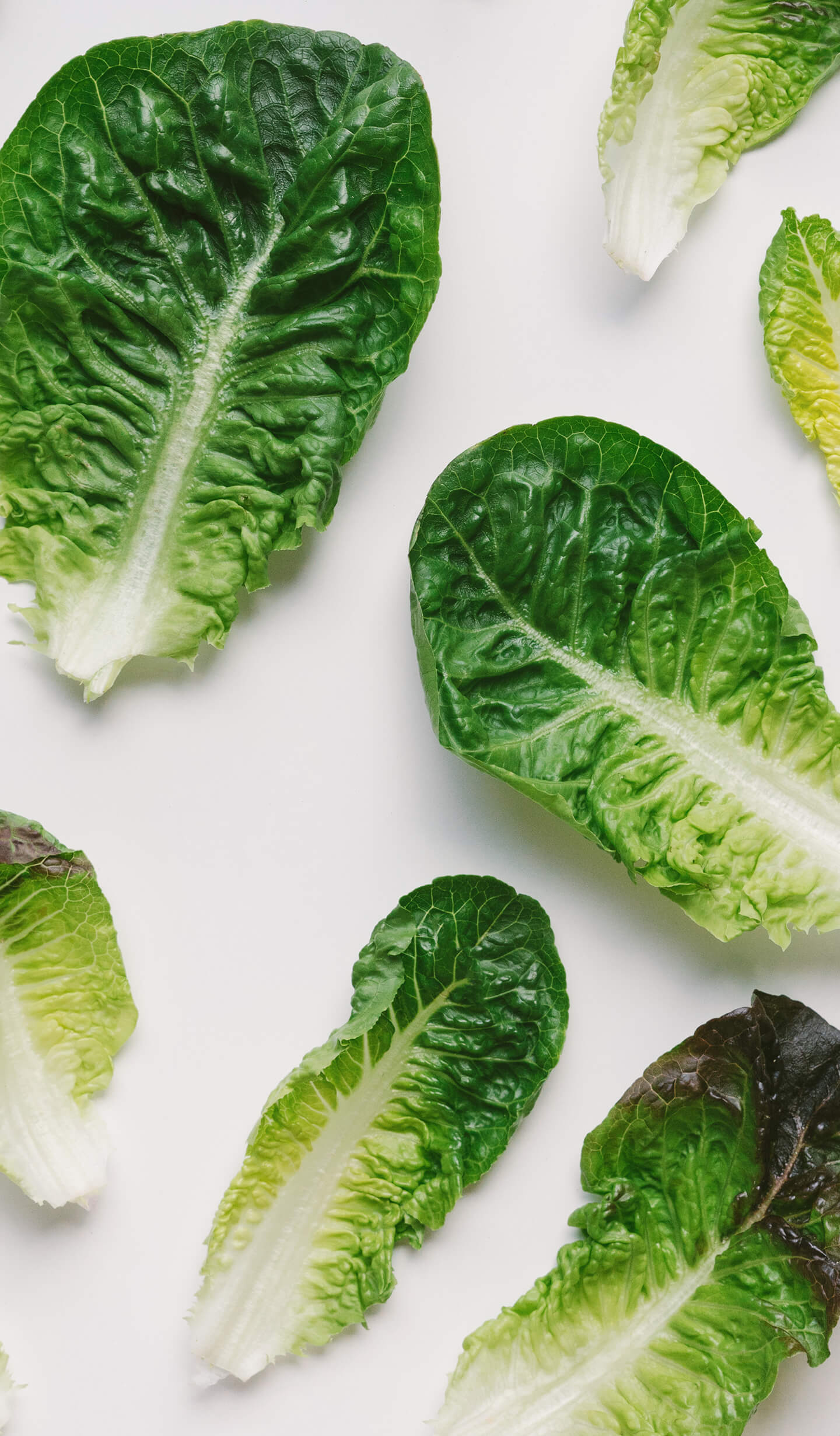 Lettuce Safety - LettuceInfo.org