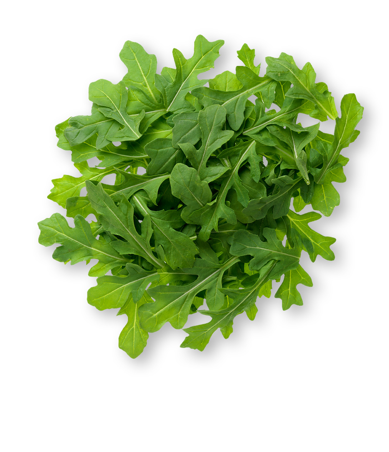 Arugula Leaf