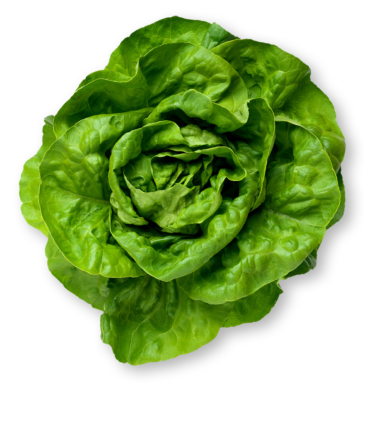Butter leaf lettuce head