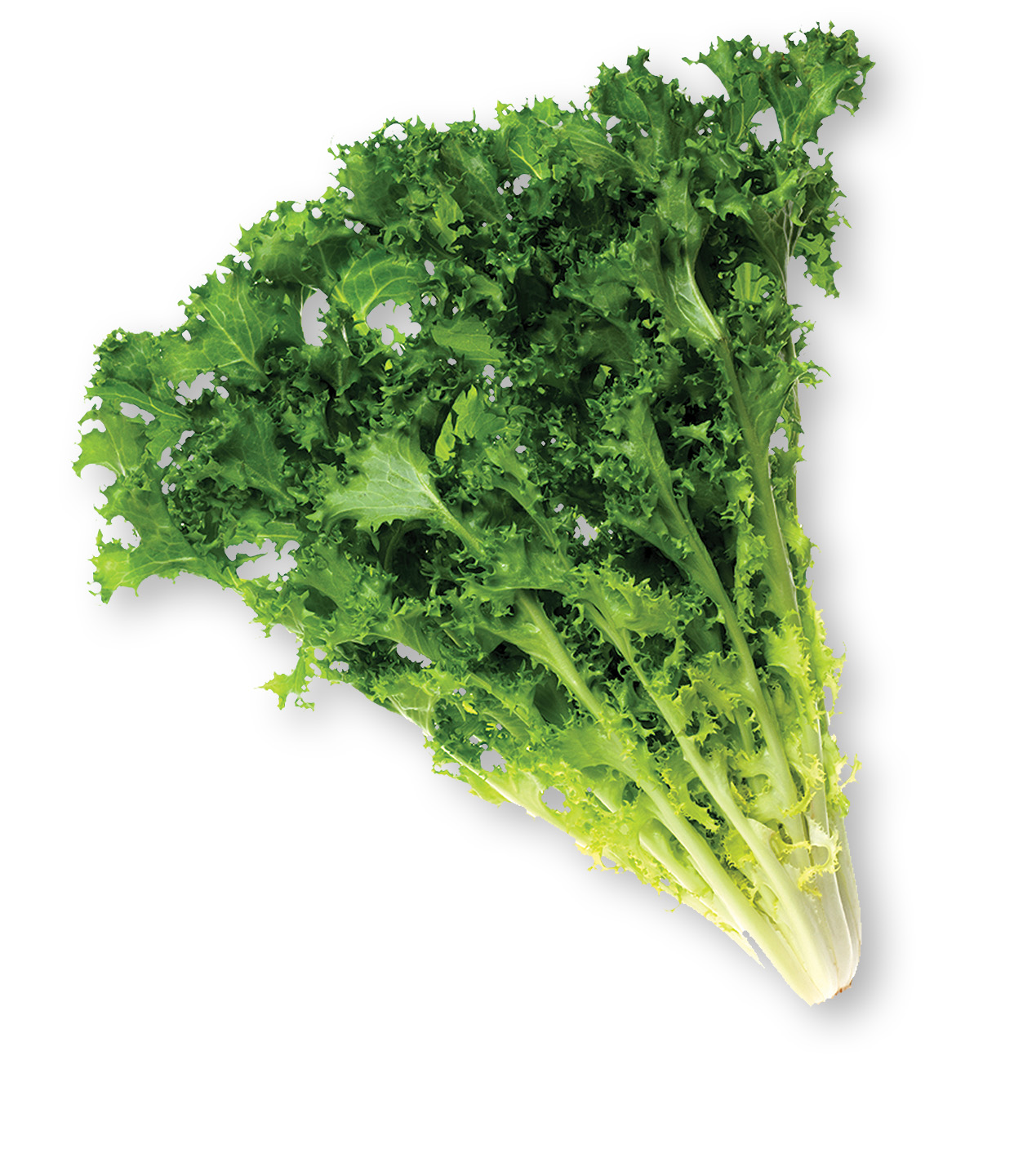 Endive What Is An Endive Pictures Description