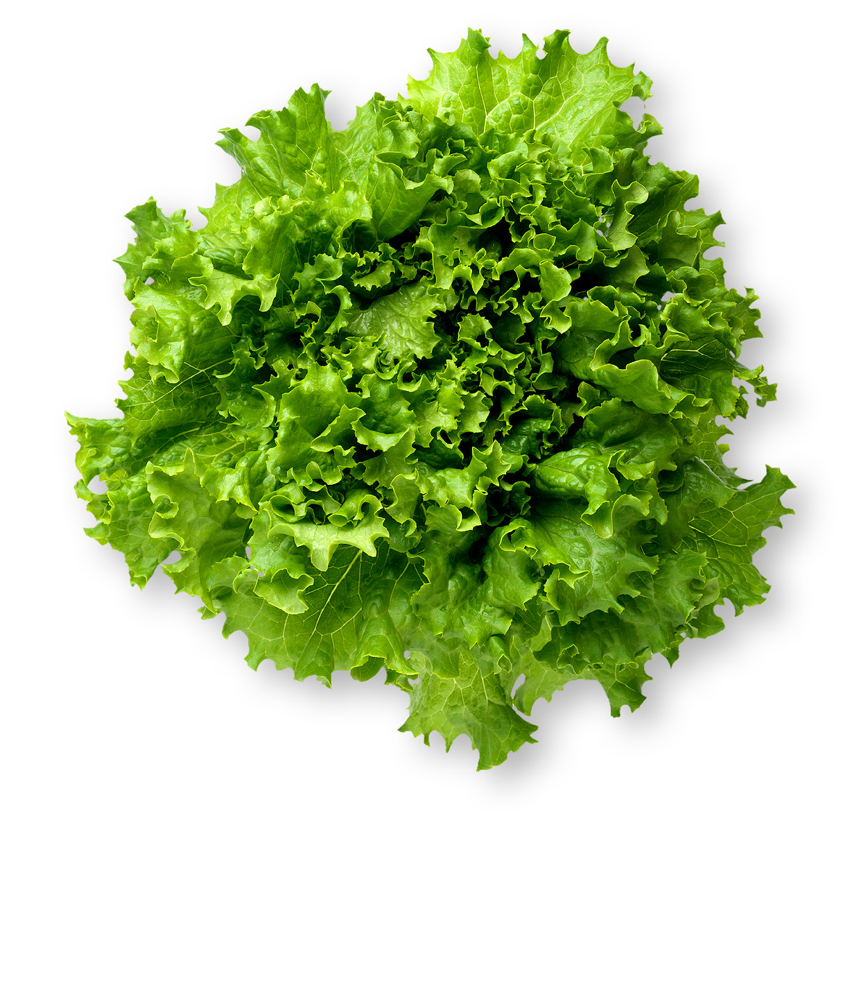 How To Wash And Store Green Leaf Lettuce