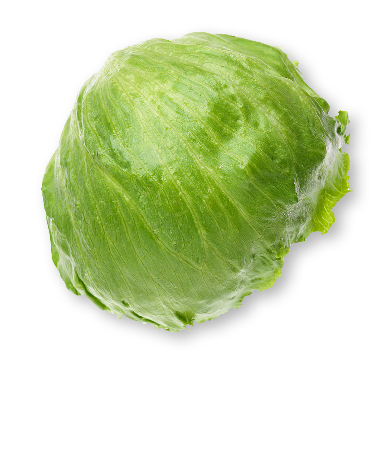 Iceberg Lettuce Information  Learn About Iceberg Lettuce