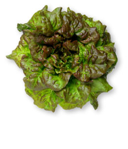 photo of a head of red leaf lettuce