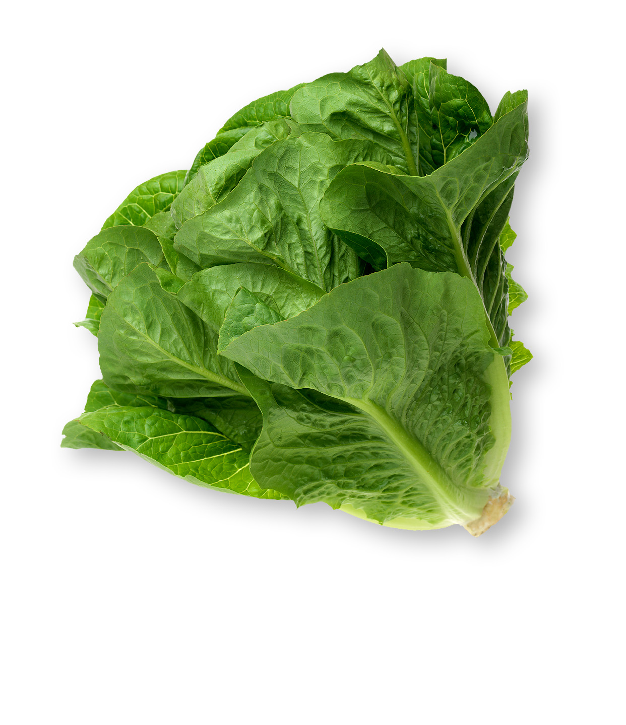 picture of a Romaine lettuce head