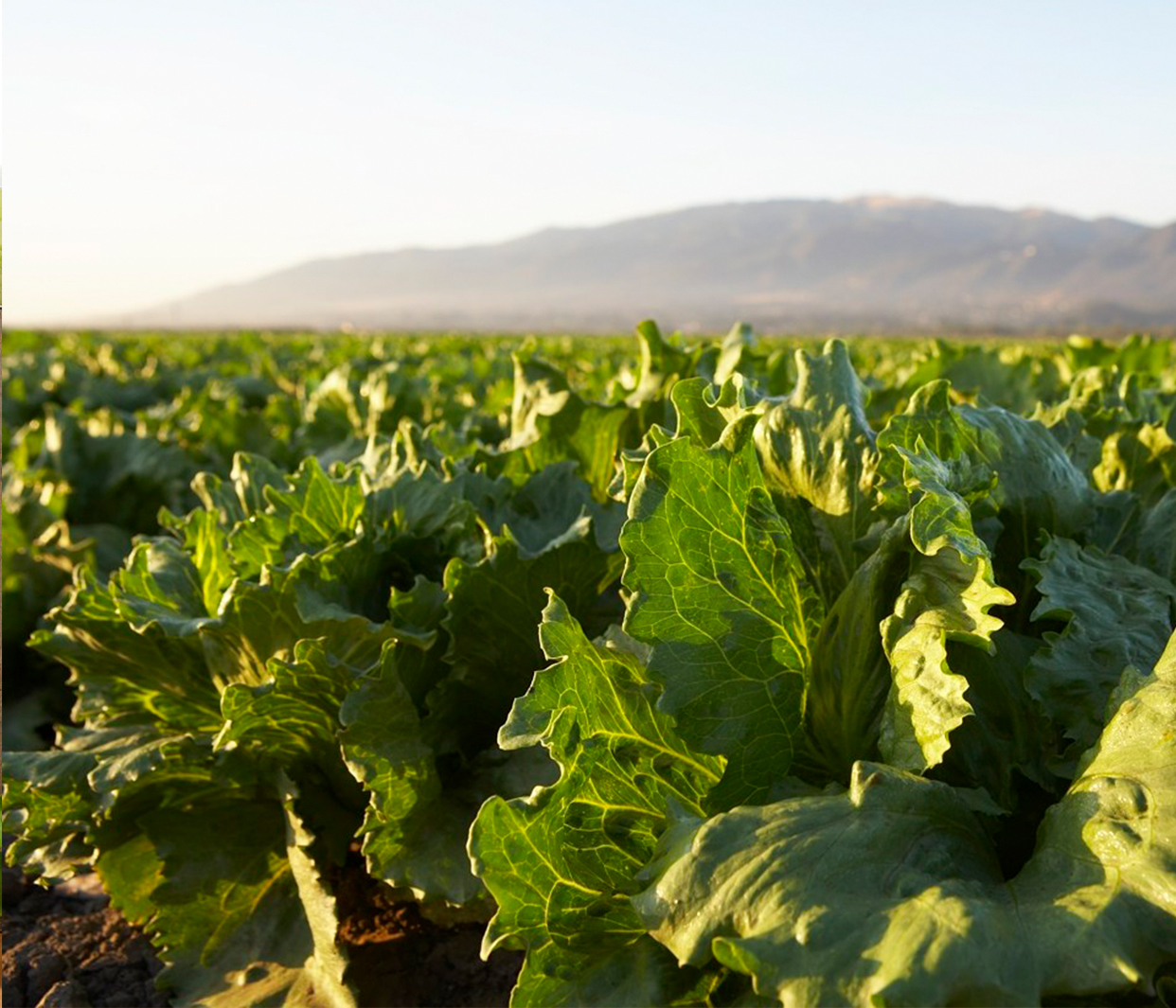 Iceberg Lettuce Field Image