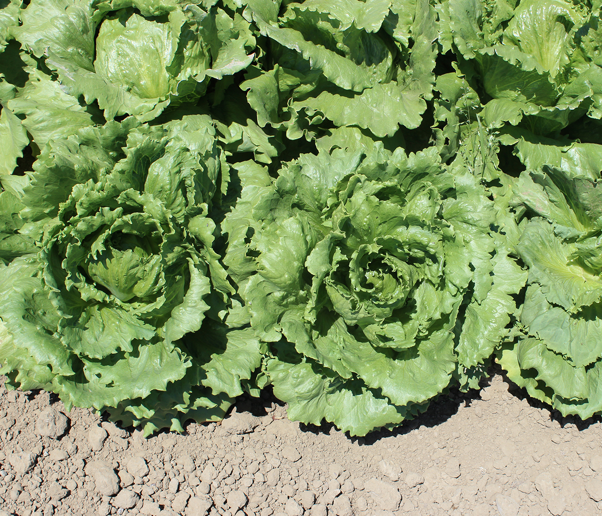 Romaine lettuce growing in a field