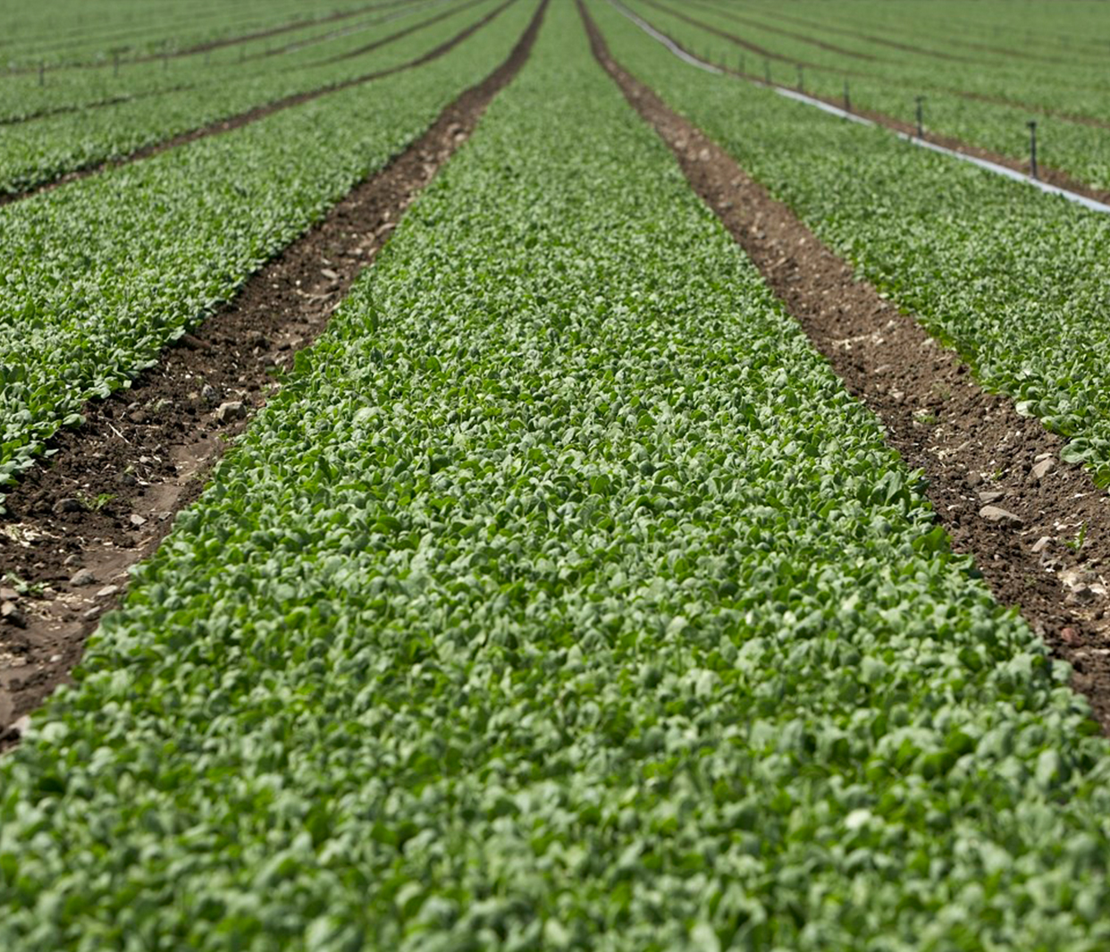 spinach growing in rows in a field
