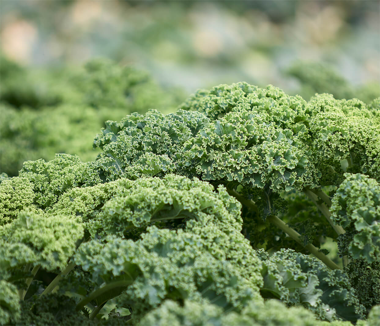 Picture of Kale