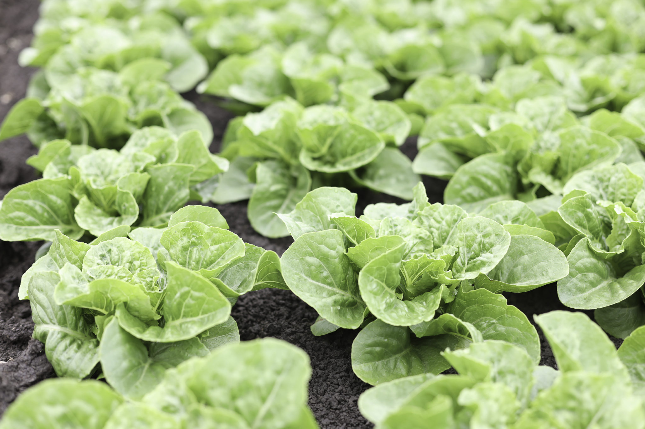 Lettuce Information About Types of Lettuce