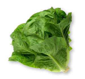 LETTUCE Small Iron On Patch Vegetable Food