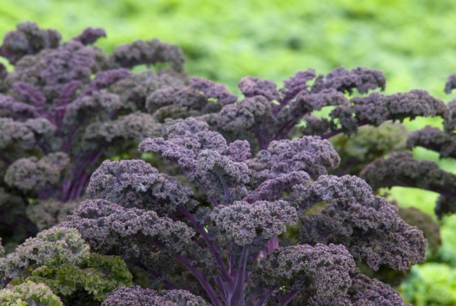 Kale FAQ - LettuceInfo.org