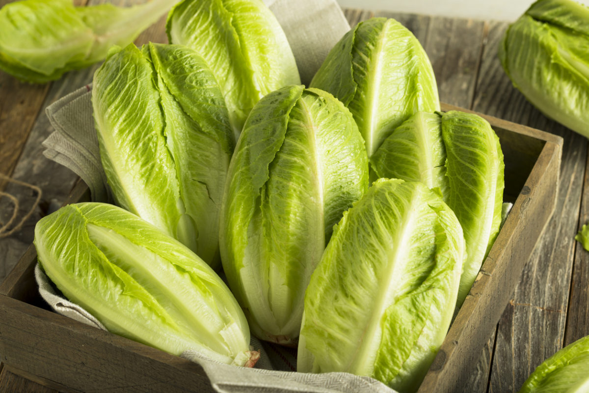 Romaine Lettuce Nutrition Facts Nutrients Calories Romaine Lettuce