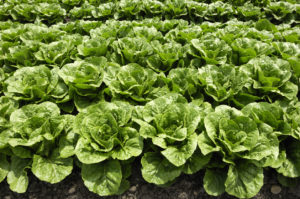 nutrients in romaine lettuce